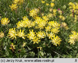 Anthyllis alpestris