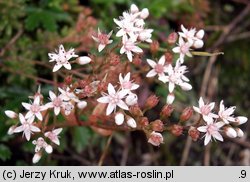 Sedum album (rozchodnik biały)