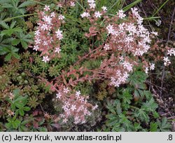 Sedum album (rozchodnik biały)