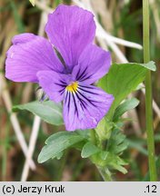 Viola dacica