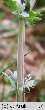 Viola dacica