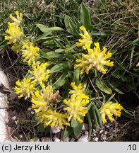 Anthyllis alpestris