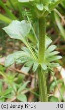 Viola dacica