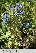 Gentiana nivalis