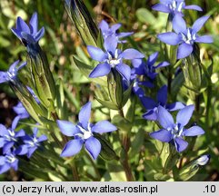 Gentiana nivalis