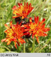 Hieracium aurantiacum (jastrzębiec pomarańczowy)