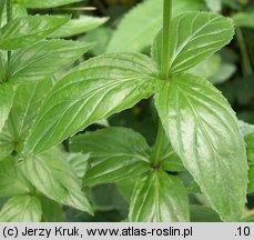 Epilobium alpestre