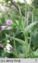 Epilobium alpestre