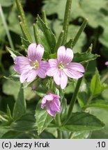 Epilobium alpestre