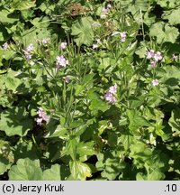 Epilobium alpestre