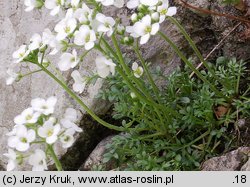 Hutchinsia alpina (rzeżuszka alpejska)