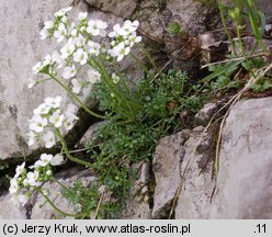 Hutchinsia alpina (rzeżuszka alpejska)