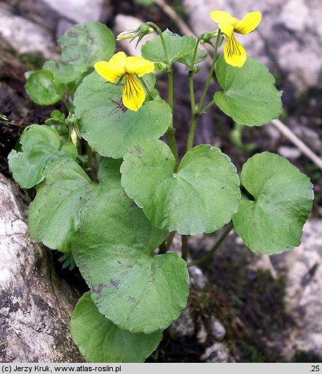 Viola biflora