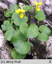 Viola biflora