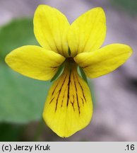 Viola biflora