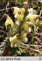 Pedicularis oederi (gnidosz dwubarwny)