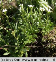 Saxifraga androsacea