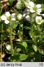 Saxifraga androsacea