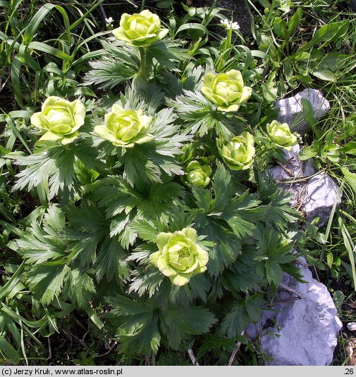 Trollius altissimus