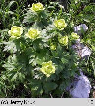 Trollius altissimus