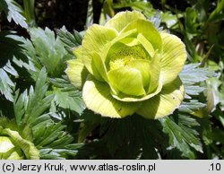 Trollius altissimus