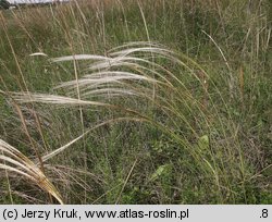 Stipa joannis