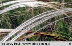 Stipa joannis