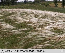 Stipa joannis