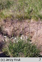 Deschampsia cespitosa (śmiałek darniowy)