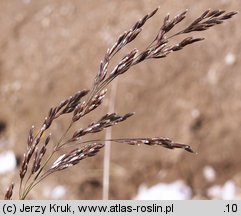 Deschampsia cespitosa (śmiałek darniowy)