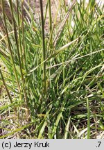 Deschampsia cespitosa (śmiałek darniowy)