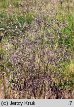 Deschampsia cespitosa (śmiałek darniowy)