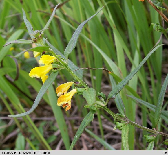 Melampyrum herbichii (pszeniec Herbicha)