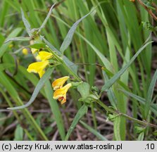 Melampyrum herbichii (pszeniec Herbicha)