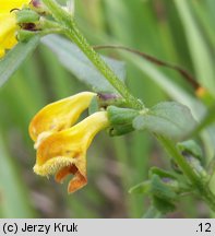 Melampyrum herbichii (pszeniec Herbicha)