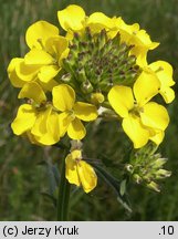 Erysimum odoratum (pszonak pannoński)