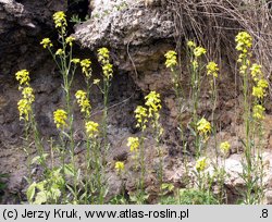 Erysimum odoratum (pszonak pannoński)