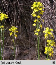 Erysimum odoratum (pszonak pannoński)