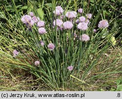 Allium schoenoprasum (czosnek szczypiorek)