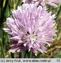 Allium schoenoprasum (czosnek szczypiorek)