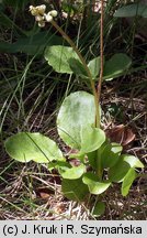 Pyrola minor