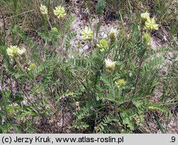 Oxytropis pilosa (ostrołódka kosmata)