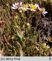 Aster tripolium