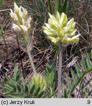 Oxytropis pilosa (ostrołódka kosmata)