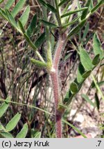 Oxytropis pilosa (ostrołódka kosmata)