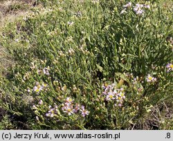 Aster tripolium