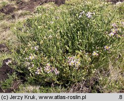 Aster tripolium