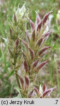 Oxytropis pilosa (ostrołódka kosmata)