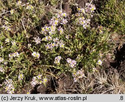 Aster tripolium