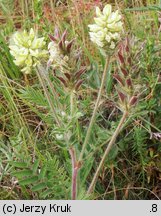 Oxytropis pilosa (ostrołódka kosmata)